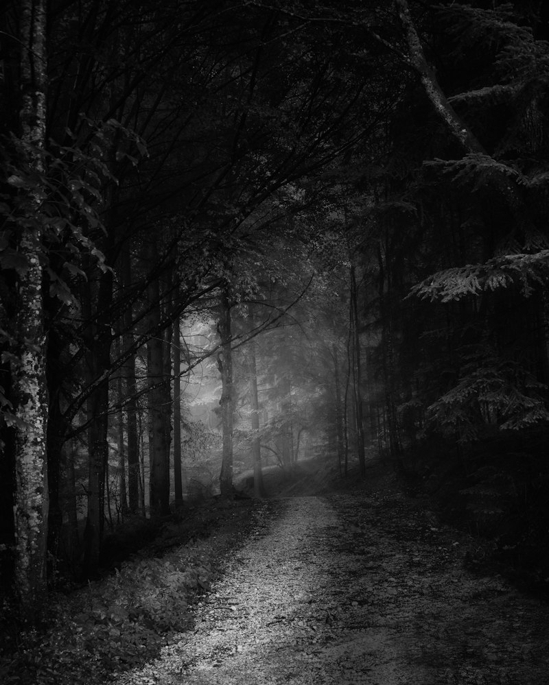 Foggy cursed forest